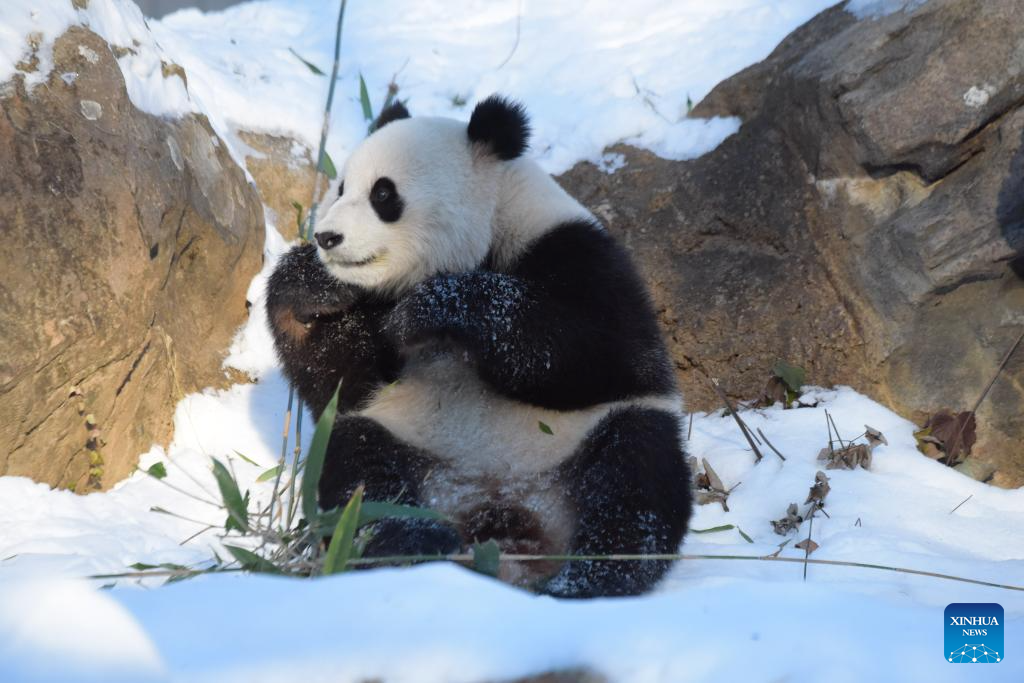 Giant pandas Bao Li and Qing Bao seen at Washington zoo